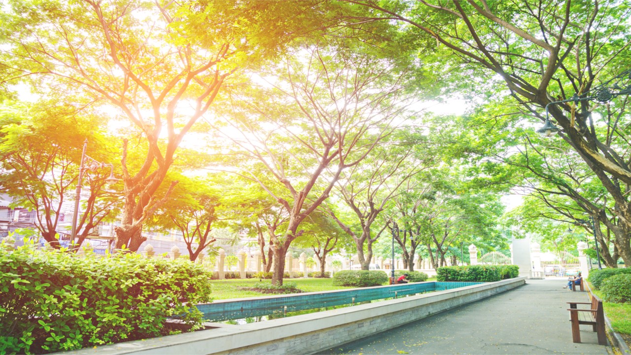 Digital Urban Forest